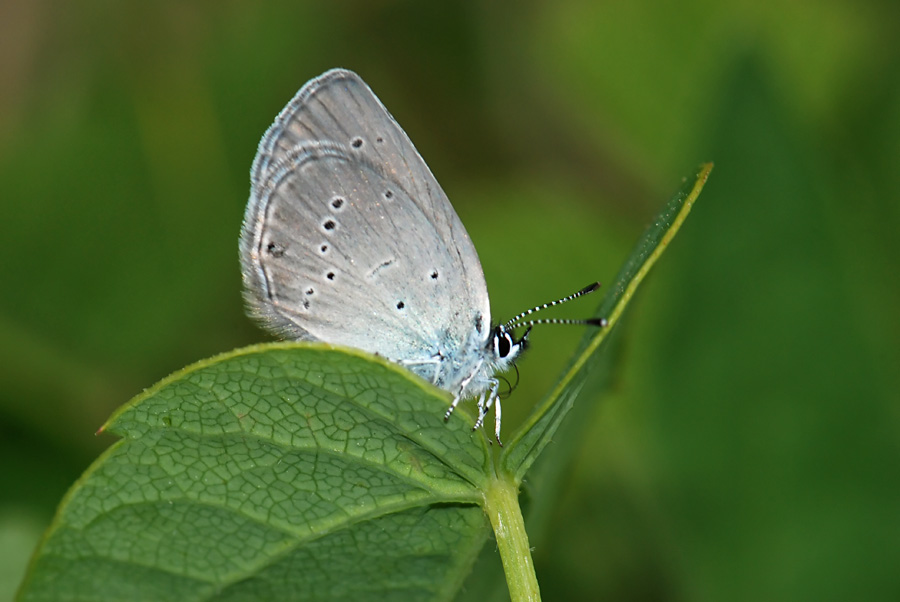 Aiuto  Lycaenidae  da I.D. : Cupido minimus